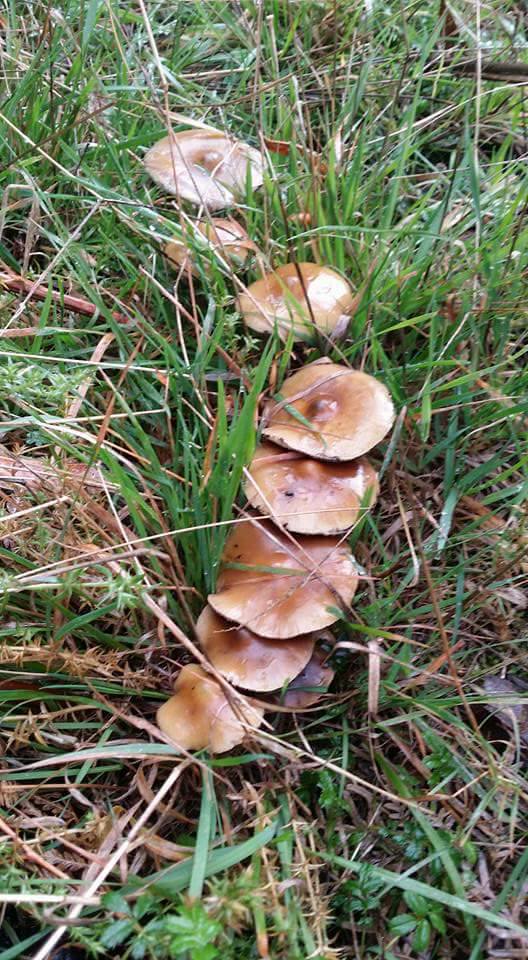 Psiliocybe Subaeruginosa mushroom patch in grass
