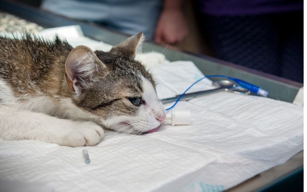 RSPCA Pet Insurance Review Are They the Best? Captain FI