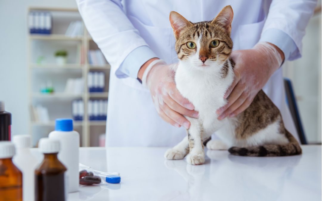 woolworths pet insurance review, cat at vet 